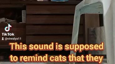 Funny Cat Ancient Egypt Challenge