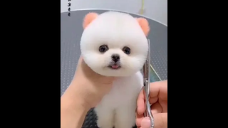 🥰ตัดน่อยขนน้องหมา
