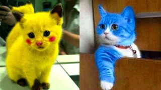 Baby Cats - รวมวิดีโอแมวน่ารักและตลก #14 | Aww สัตว์