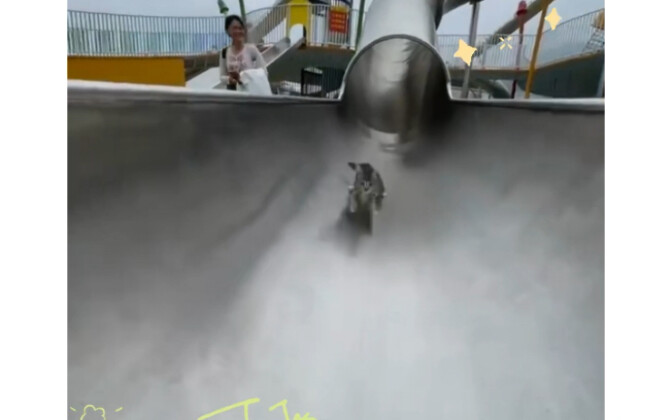 Kitten: Thank you for taking me to the slide