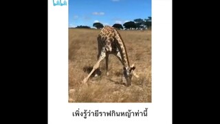 พึ่งู้ยีราฟกินหญ้าท่านี้