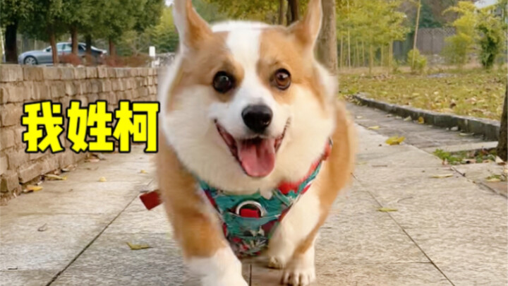 اسمي العائلي كه! أنا أحمل الراية للكوكي