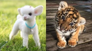 Cute Baby Animals Videos Compilation | Funny and Cute Moment of the Animals #28 - Cutest Animals