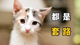 揭秘，流浪猫套路人类的手段