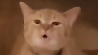 مواء→ مواء↘ مواء↗ مواء↘ مواء↗