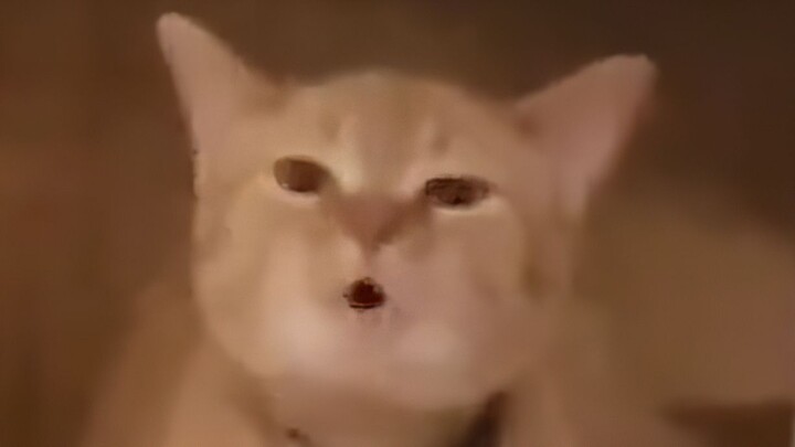 Mèo→ Mèo↘ Mèo↗ Mèo↘ Mèo↗