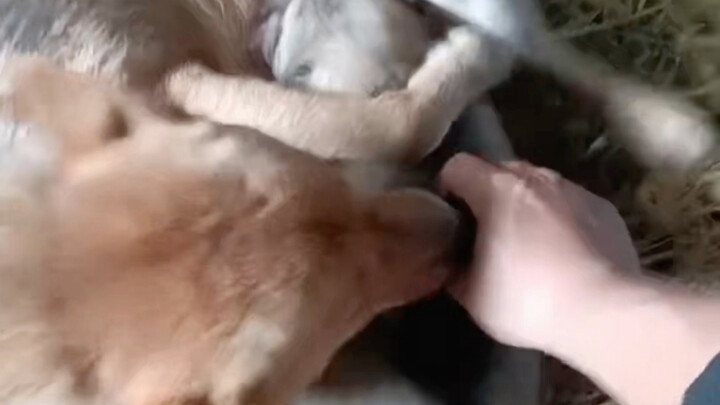 ก็ให้กำเนิดลูกชายคนเดียวของต้าหวง