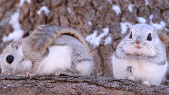 Fluffy, big eyes, big tail
