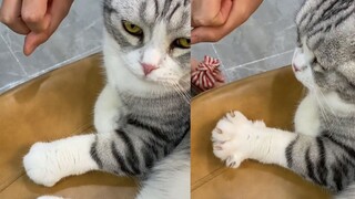 สาวสอนลูกแมวให้ "มือน้อยบานสะพรั่ง" ไม่คาดคิดว่าลูกแมวจะเลียนแบบได้เหมือนเป๊ะ น่ารักสุดๆ