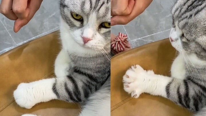 A woman teaches her kitten to "open its little paw," and unexpectedly, the kitten learns perfectly—i