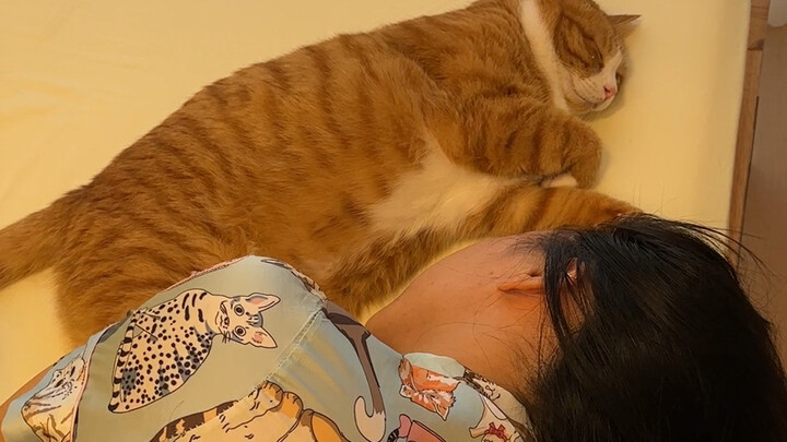 Momen-momen yang hanya orang-orang yang memelihara kucing yang mengerti
