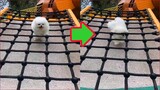 Chó Phốc Sóc Mini - Funny and Cute Dog  Pomeranian😍🐶 #16
