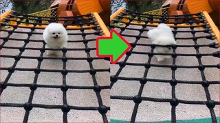 Chó Phốc Sóc Mini - Funny and Cute Dog  Pomeranian😍🐶 #16
