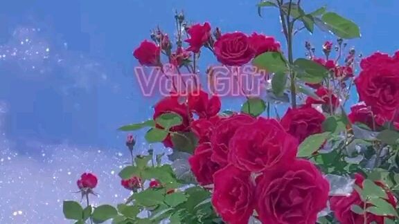 Chúc mừng ngày 20/11