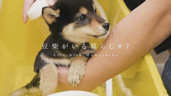 Anak Shiba Inu pertama kali mandi: penakut sekaligus manis!