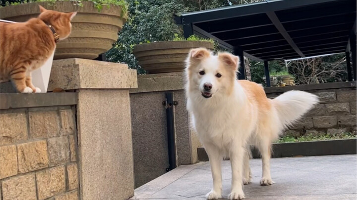 After all, it’s her own cat—when Duo Duo runs out the door, Bella is always the most worried.