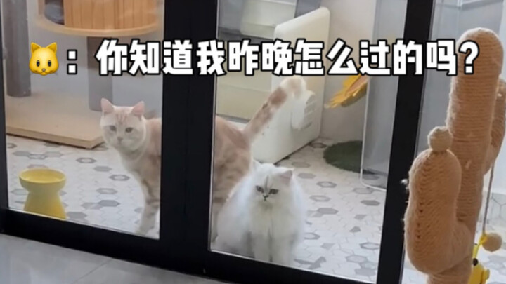 Cat: Do you know how I spent last night?