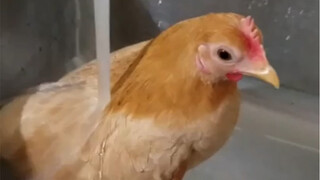 أجنحة الدجاج الخفية.