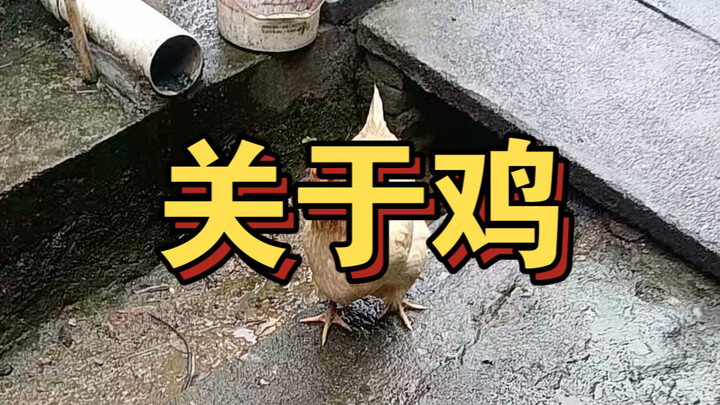 เกี่ยวกับไก่… (คุณเข้าใจไหม)