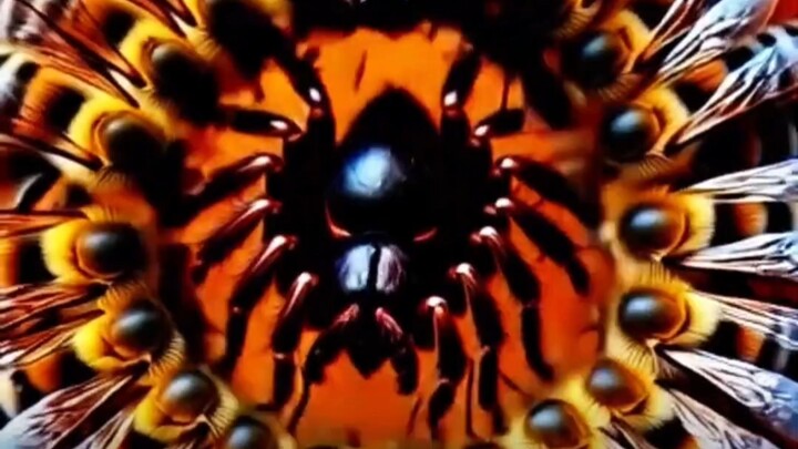 Seekor laba-laba kecil menyelinap masuk ke sarang lebah secara diam-diam