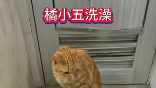 #猫咪洗澡乖乖的 #猫咪的迷惑行为 #橘猫 #记录猫咪日常 #被迫营业的猫猫