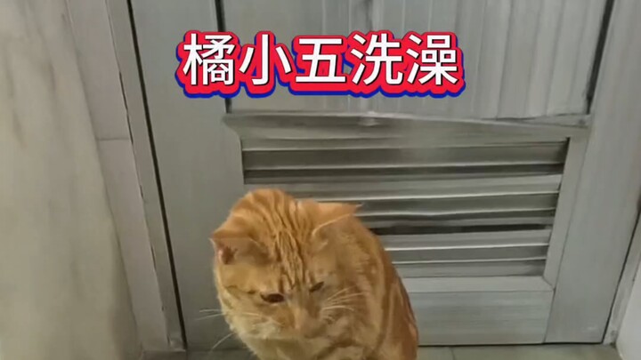 #猫咪洗澡乖乖的 #猫咪的迷惑行为 #橘猫 #记录猫咪日常 #被迫营业的猫猫
