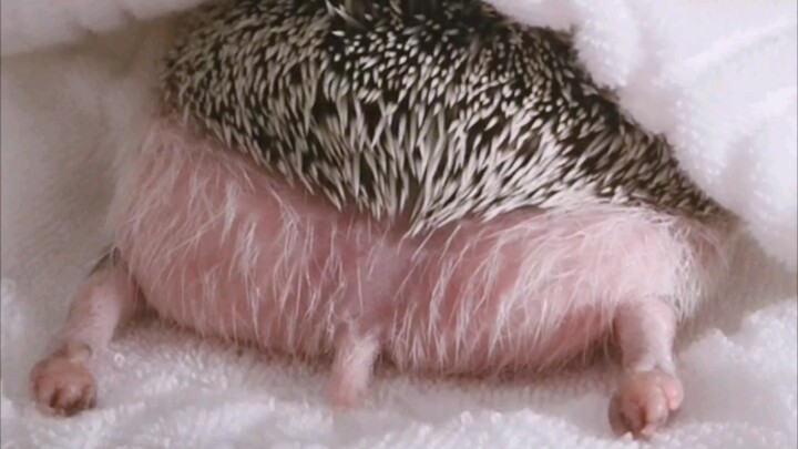 【Hedgehog】This pp is a top-quality product