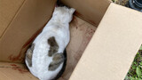 Kucing liar yang menjalani operasi kedua mencari bantuan