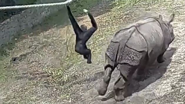 Gibbons tease Indian rhinos—the ultimate primate matadors!