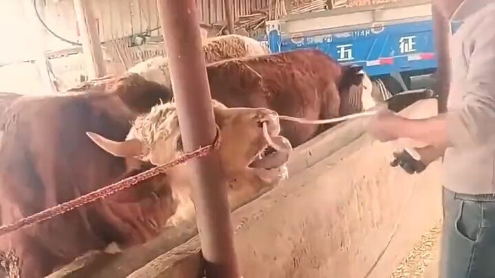 Chắc là hơi đau đấy