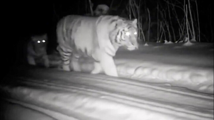 Ibu, kamu benar-benar tidak bertanggung jawab!