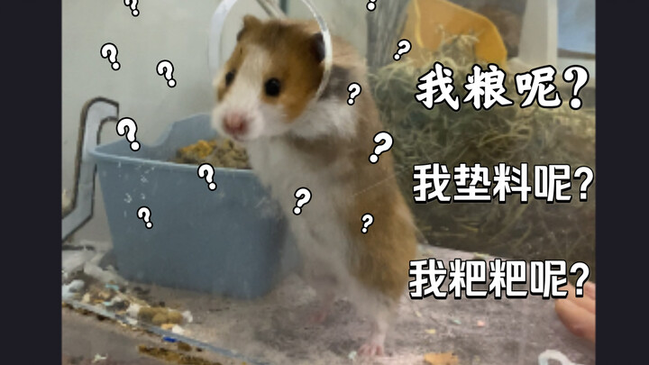 เมื่อหนูแฮมสเตอร์ต้องยืนมองตาปริบๆ ขณะที่เสบียงอาหารที่เก็บสะสมมาตลอดสี่เดือนถูกยึดไปหมด วิดีโอประจำ