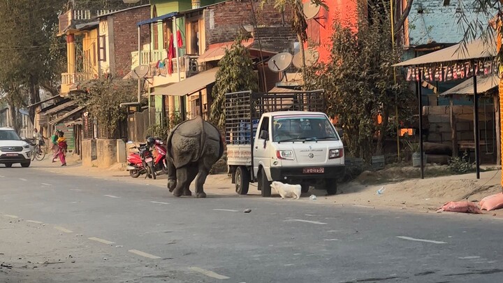 tê giác chạy trên phố