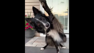 เราจะช่วยคุณสอนเคล็ดลับอะไรต่อไป 🐶❤️