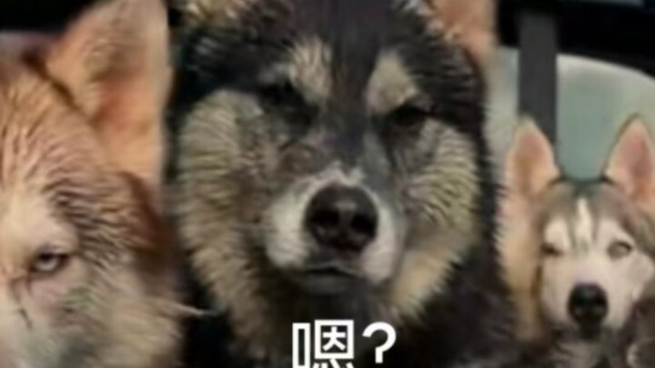When I told over a dozen Huskies, “I’m counting to three”