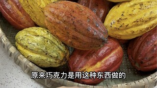 It turns out chocolate is made of this stuff. Is it worth spending 500 yuan?
