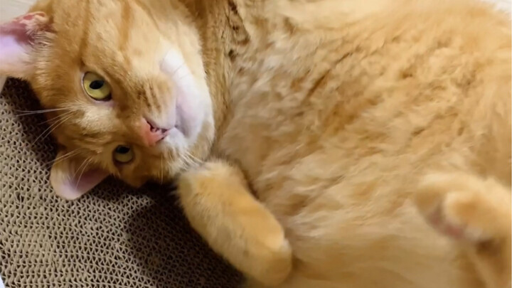 ความเสียดายของเจ้าเหมียวอาจเป็นเพราะมันเอื้อมไม่ถึงพุงน่ารักของตัวเองนะ… ฮ่าฮ่าฮ่า