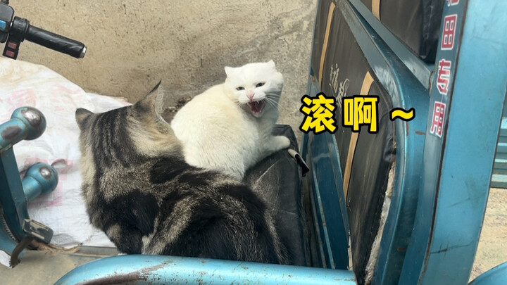 The two little ones are bickering over Dad’s car again—guess you really can’t have two tigers in one