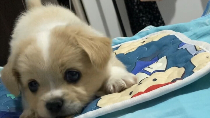 That Fierce Little Country Dog at Grandma’s House