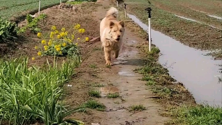 A loyal mutt that will run to you with all its might at the sound of your call.