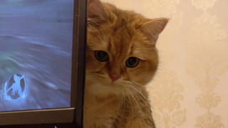 Little cat, "absolutely don't" disturb Dad while he's playing with the black monkey!