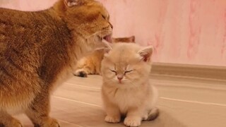 The kitten just wants to sleep sitting up, and no matter how the mother tries to persuade him, it’s 