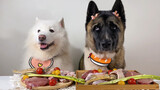 ความแตกต่างในการกินข้าวของหมาหน้าขาวและหมาหน้าดำ