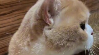 Enam kucing tidak dapat menangkap seekor tikus?