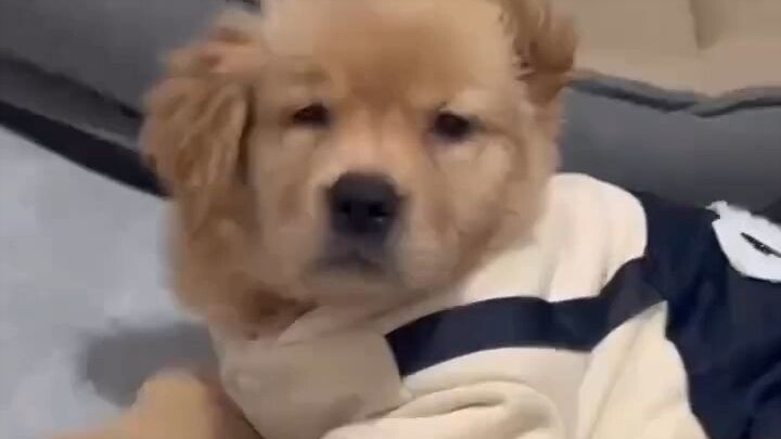 Momen menggemaskan si emas kecil yang polos dan lucu! Nonton sampai habis, terus suasana hati langsu