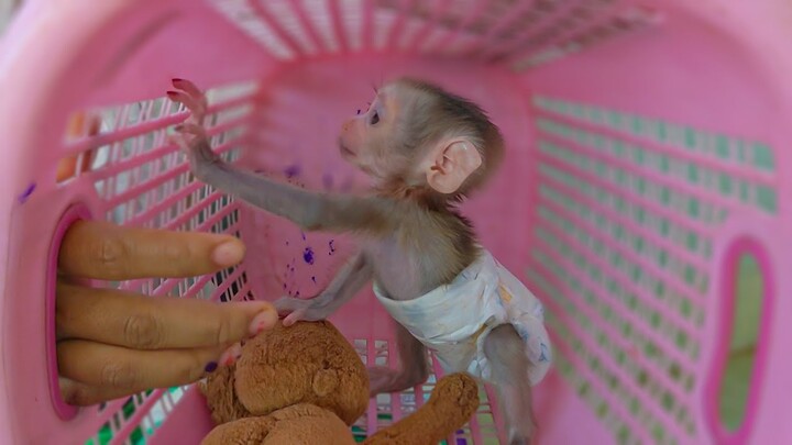 Happy Playtime!! Tiny adorable Luca has a great time playing with Mom in the basket happily