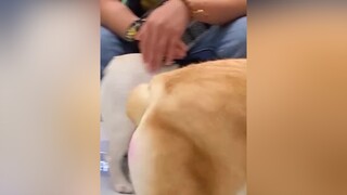 Đuôi hình trái tim mới chịu nha :)) Theo dõi  xem video cún yêu nha meo meocute yeumeo yeudongvat dethuong anuong cunyeu