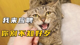 流浪猫主动上猫咖应聘，流浪猫都内卷了？