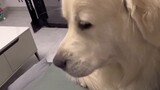 What is the reaction of a Golden Retriever when you tell him that your Jio Jio is cold?