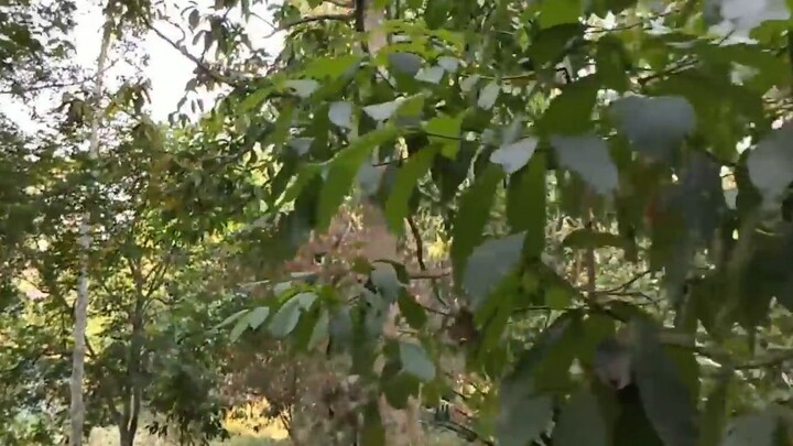 Cuộc sống châu phi__ Khám phá khu sinh thái ở Angola__ Có giống phim Thượng đế cũng phải cười